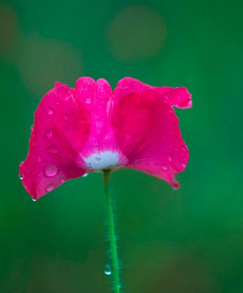 虞美人之花语及传说（花开如梦）