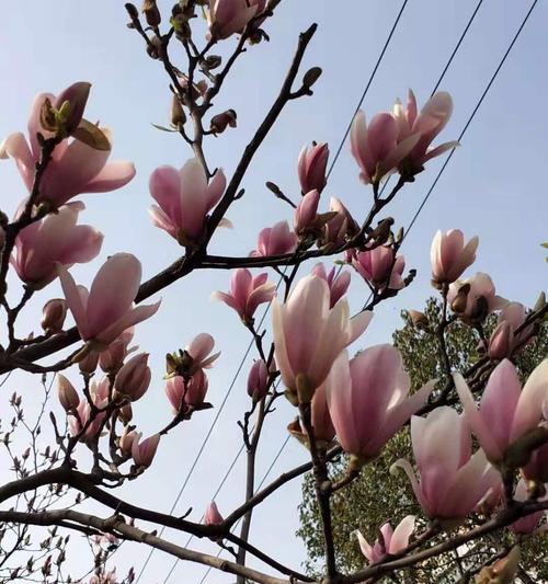 玉兰花的寓意与传说（一朵平凡的花）