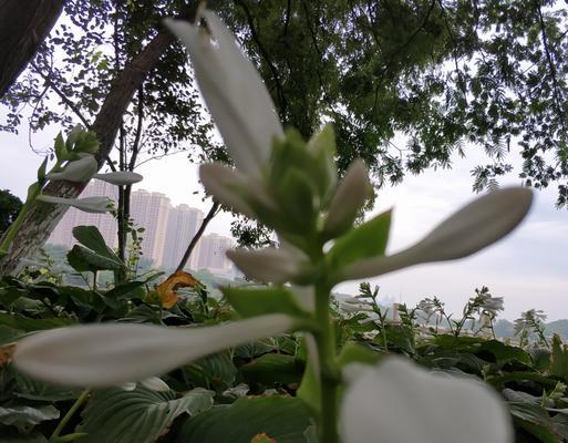 玉簪花语与传说故事——点亮生活的芬芳之旅（绚丽而神秘的玉簪）