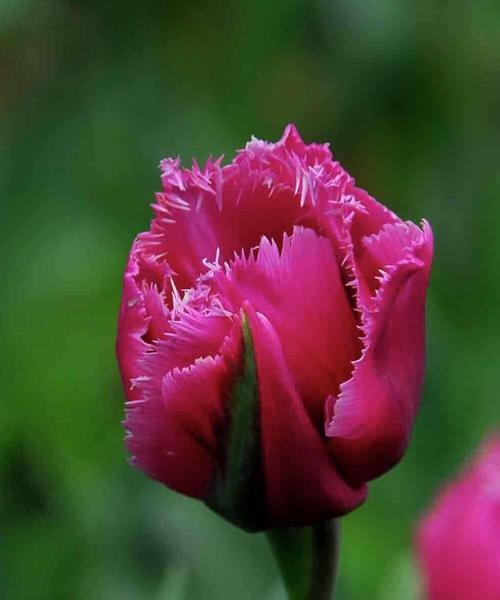 郁金香花语告诉您，适合送给哪些人（用郁金香传达心意）