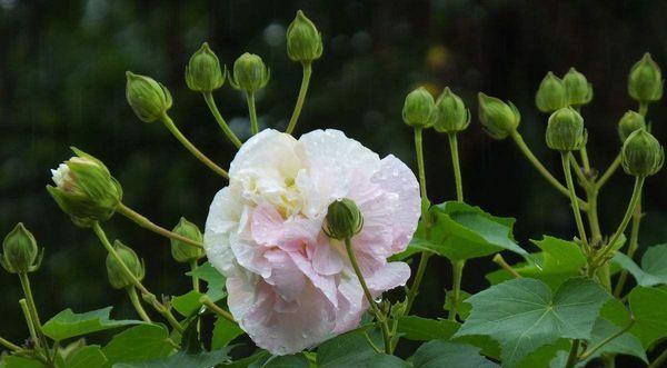 月光花的花语与文化意蕴（月光花的神秘之美与寓意）