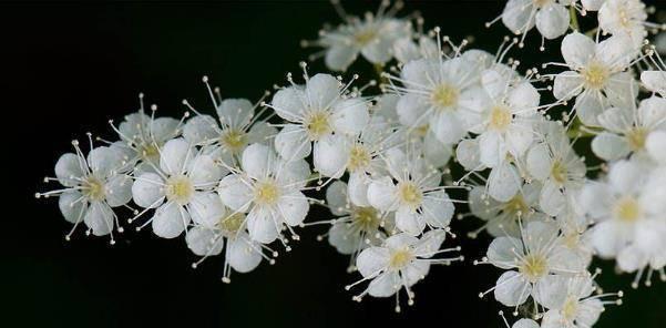 珍珠梅花语的传承与意义（探寻珍珠梅花语的深层内涵）