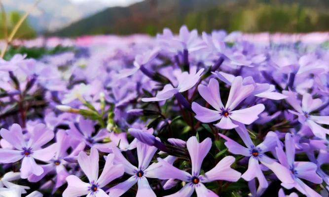 芝樱花语之美（探寻芝樱的花语与文化内涵）