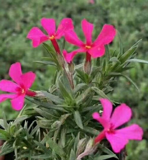 芝樱花语之美（探寻芝樱的花语与文化内涵）