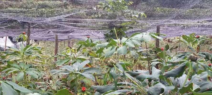 重楼花语的寓意与象征（传递爱情与思念的花朵之语）