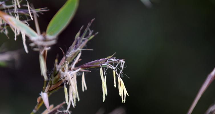 竹子开花的原因及寓意（揭秘竹子开花的奥秘）