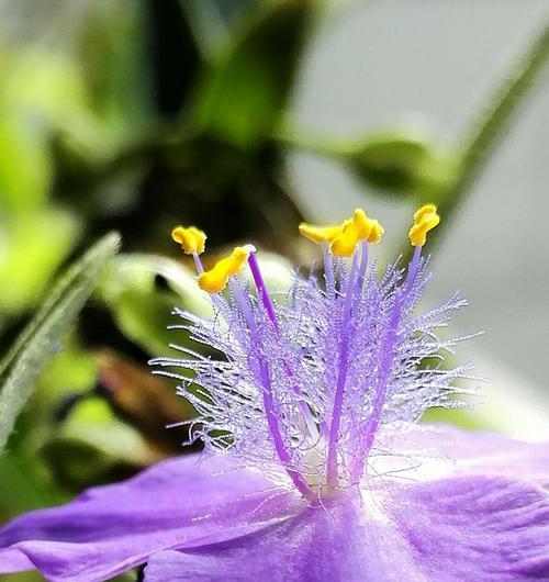 紫露草的花语与传说（传承千年的花神传说与美丽花语解读）