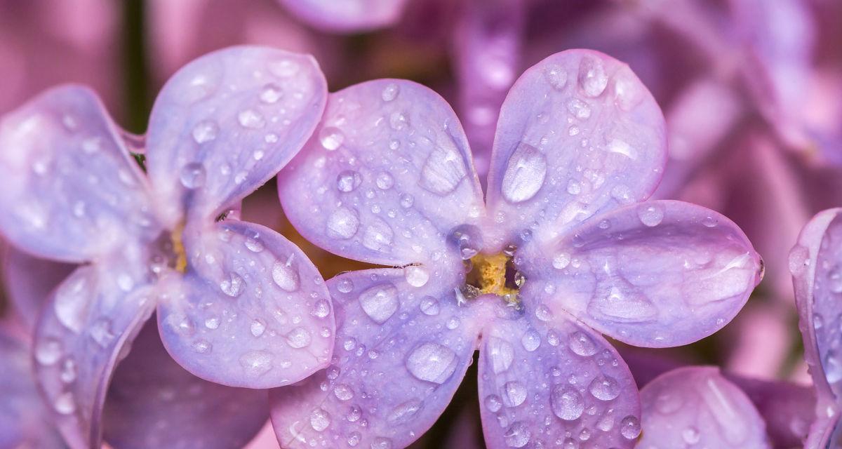 紫色丁香花的花语——幸福的象征（香气迷人）