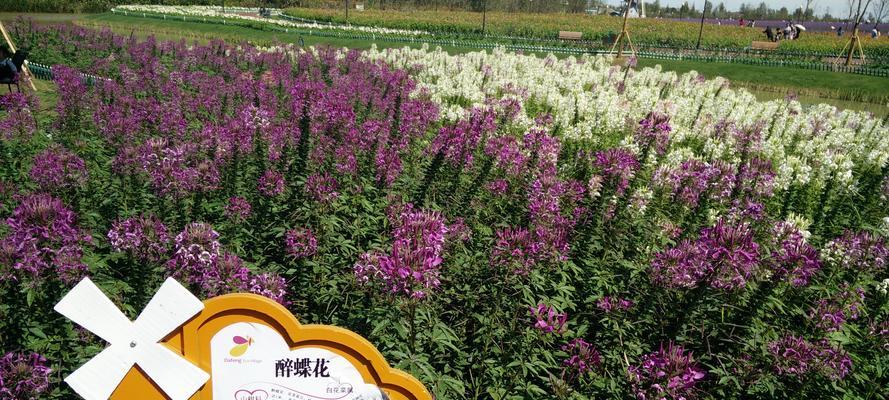 醉蝶花（浓情花海中的爱与希望）