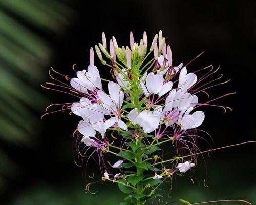 醉蝶花（探寻醉蝶花的花语与药用价值）