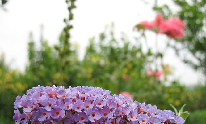 醉鱼草的花语与文化背景（探寻醉鱼草的花语与文化背景）