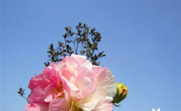 芙蓉花（以芙蓉花花语及代表意义探究其深层内涵）