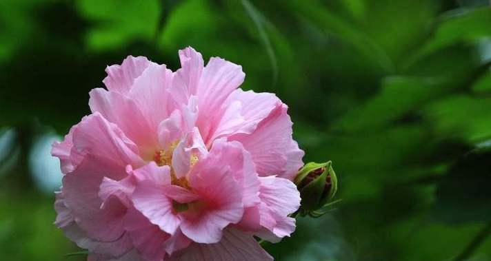 芙蓉花（以芙蓉花花语及代表意义探究其深层内涵）