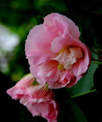 芙蓉花富贵荣华，风水宝地（以芙蓉花为主题的富贵荣华象征）