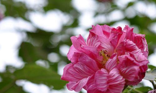 芙蓉花富贵荣华，风水宝地（以芙蓉花为主题的富贵荣华象征）