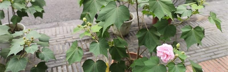 芙蓉花富贵荣华，风水宝地（以芙蓉花为主题的富贵荣华象征）