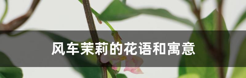 茉莉花的花语与故事（茉莉花的柔美花语及传承千年的故事）