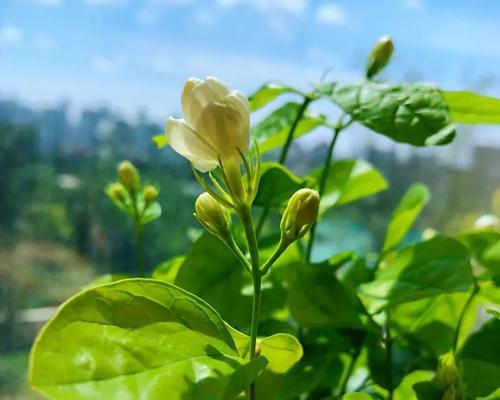 茉莉花的美丽和象征意义（茉莉花的形态特征和传统象征）