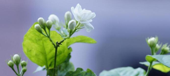 茉莉花的花语及代表意义（探索茉莉花的深层内涵和象征意义）