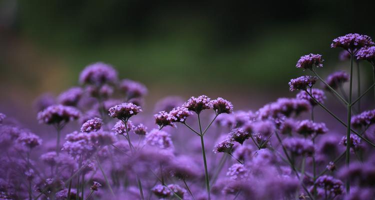 薰衣草与女性心理的奥秘（解读女生钟爱薰衣草的背后意义）