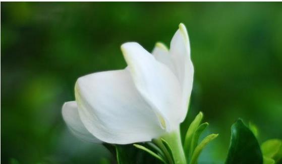 栀子花花期，见证美丽与期待（绽放于春）