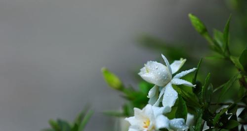 栀子花（探寻栀子花的美丽与芬芳）