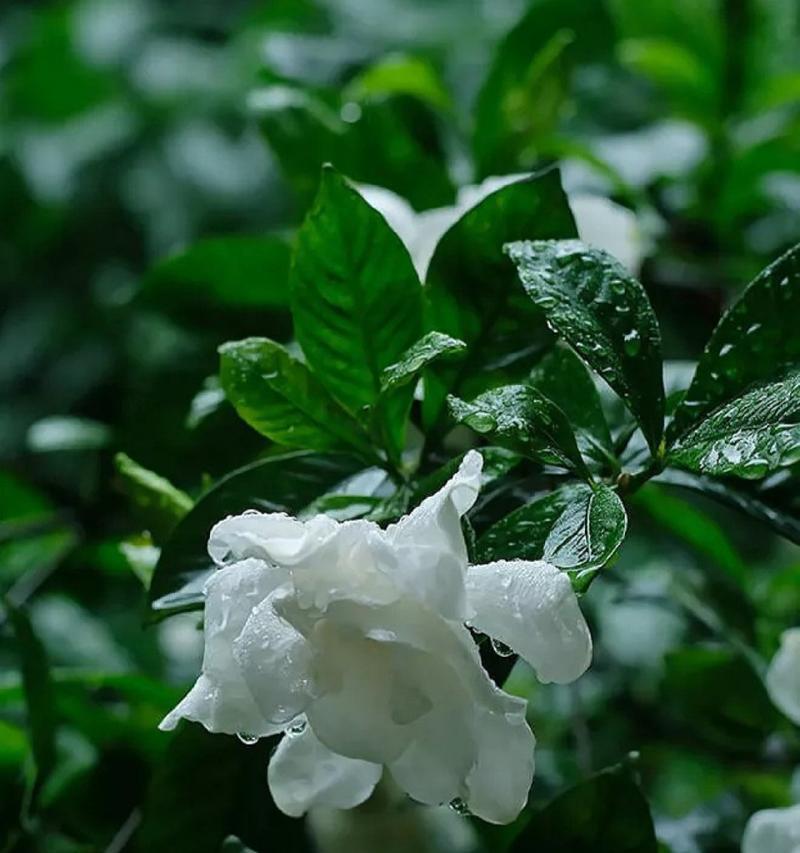 栀子花的花语与美丽传说（栀子花）