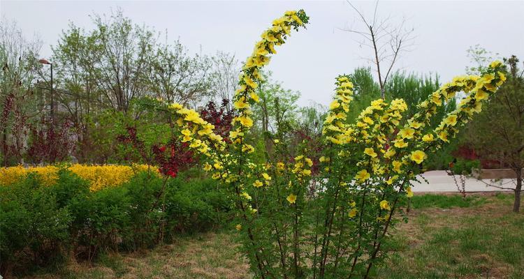 棣棠花（神奇花语与传说）