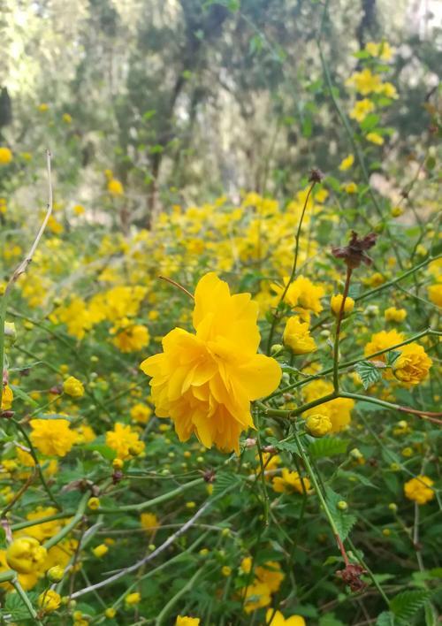 棣棠花（神奇花语与传说）