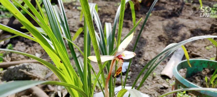 揭秘兰花叶尖起兜之谜（以兰花叶尖起兜）