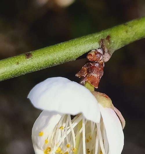 梅花吉祥之源（揭秘梅花象征吉祥的原因与寓意）