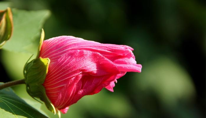 木芙蓉的花语——爱与勇气的象征