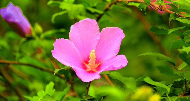 以木瑾花为象征的美丽与坚韧（木瑾花的象征意义与文化内涵）