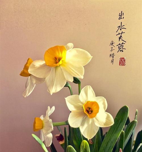 水仙花（寓意高贵与坚韧的白色之花）