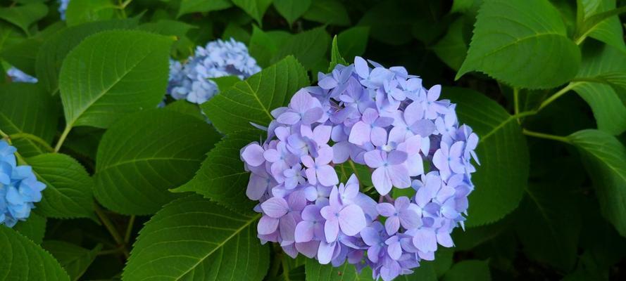 八仙花（花语传递幸福与祝福）