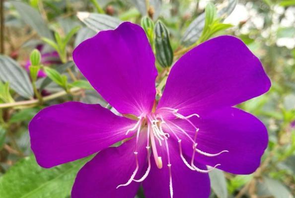 以巴西野牡丹之美（揭示野牡丹花所蕴含的寓意与魅力）