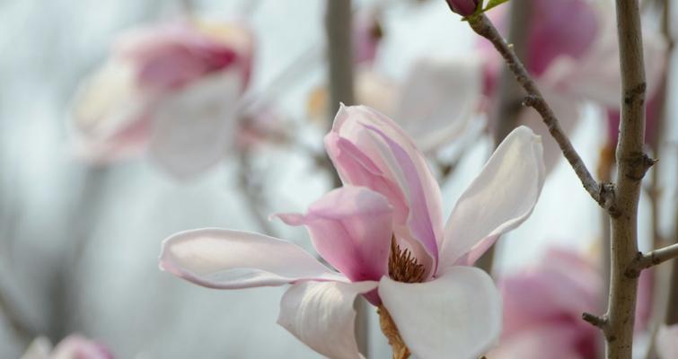 白兰花的花语与传说（传承百年的美丽与神秘）