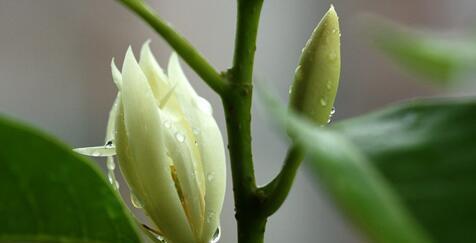 白兰花的花语及其意义（探索白兰花所传达的美丽和深意）