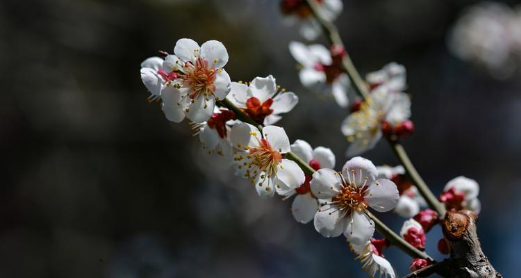 白梅花语-寄托情怀的美丽之花（傲雪凌霜）