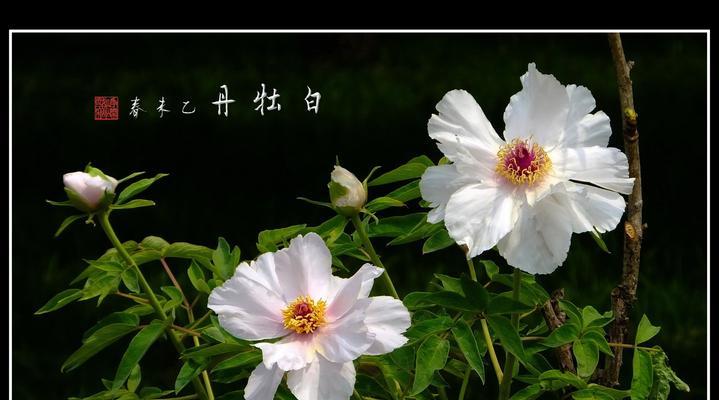 白牡丹之美——花开寓意与文化内涵（白牡丹的象征与传承）