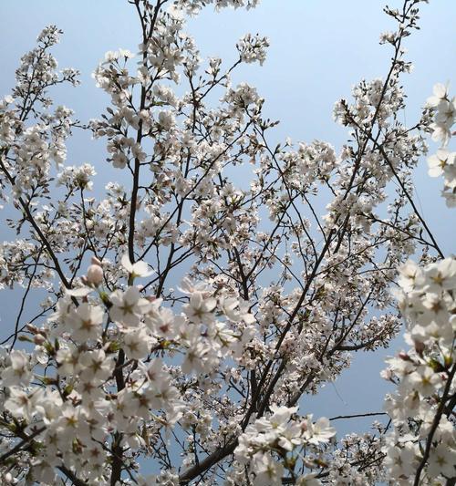 白色海棠的花语与意义（探寻白色海棠的花语与象征意义）