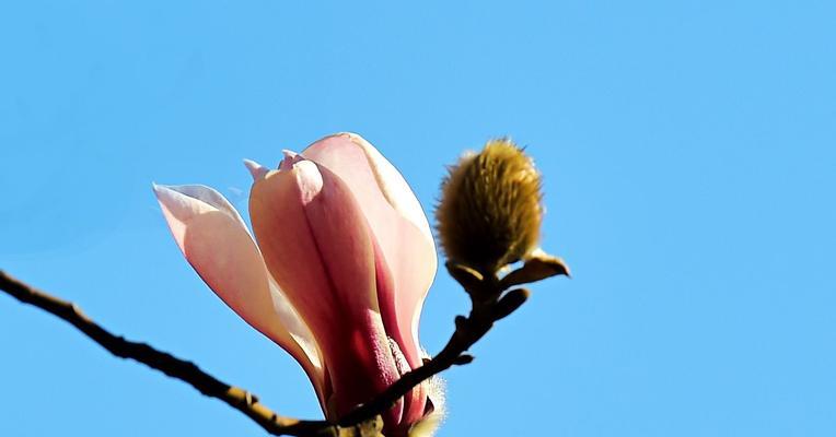 白色玉兰花的花语与寓意（探索玉兰花的神秘美丽与深刻寓意）