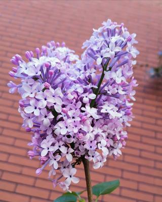 白色紫丁香花语（探寻白色紫丁香花语的深层含义）