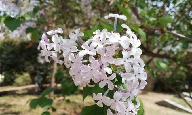 白色紫丁香花语（探寻白色紫丁香花语的深层含义）