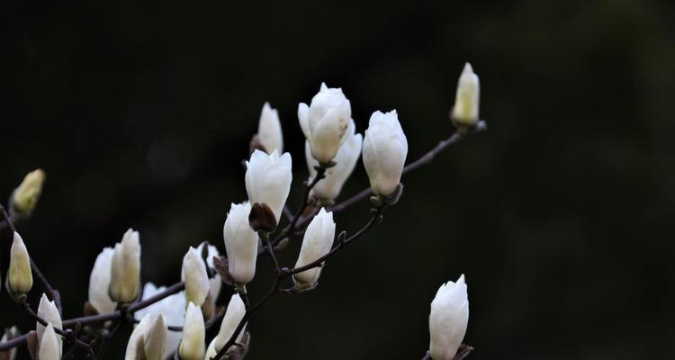 白玉兰花的花语与美丽（探索白玉兰花的意义与象征）