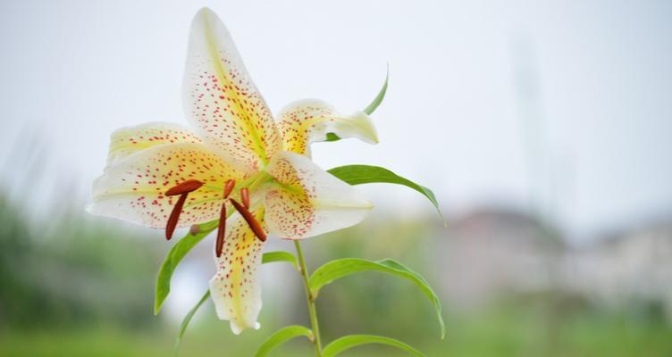 百合花花语传说（花开花落）