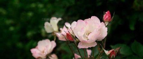 北京夏菊花语传递美好祝愿（品味夏菊花开的意义）