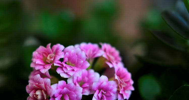 长寿花的花语与寓意（传承生命的长寿花）