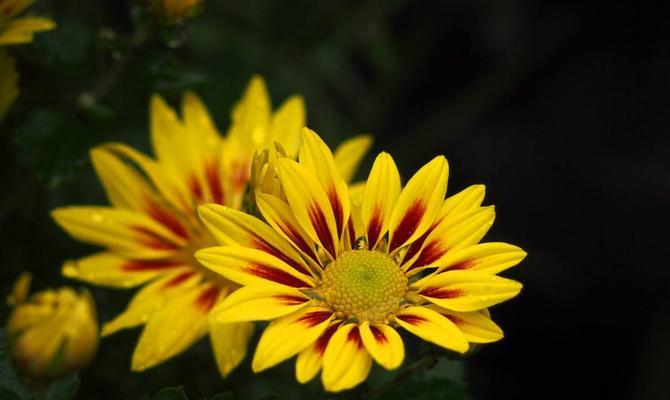 橙色菊花的花语（探秘橙色菊花所传达的坚强和活力）