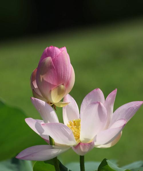 窗前意义荷花——美丽的花开之景（水上荷花）